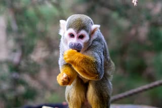 Squirrel Monkeys