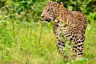 Panther Attack in Udaipur