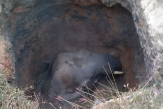 Elephant Fell in Well at Lalghar