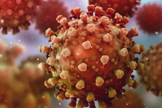 Study On Coronavirus Antibodies:અભ્યાસમાં દાવો, નવી એન્ટિબોડી કોશિકાઓમાં કોવિડ ટ્રાન્સમિશન રોકવામાં મદદ કરે છે