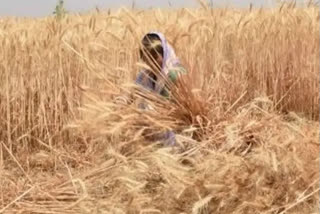 Pakistan is allowing nuclear rival India to deliver tons of wheat to Afghans struggling through intensifying food shortages, two foreign ministry officials said Monday.