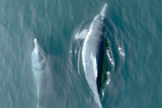 Gujarat : Dolphin doing unique feats in Porbandar sea, video went viral