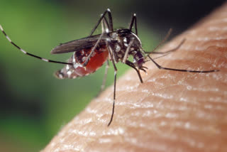 health meeting to be held in kolkata corporation boroughs to control Dengue Malaria