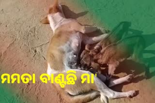 goats breastfeeding from dog in rairangpur