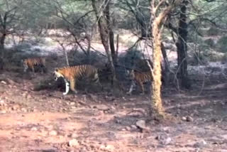 Watch video of T-99 strolling with her three cubs in Ranthambore Tiger Reserve