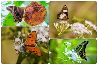 species of butterflies In Pench park