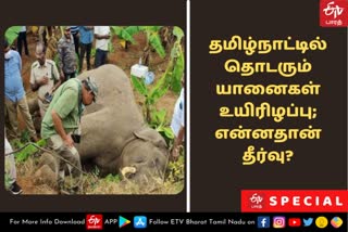 யானைகள் உயிரிழப்பு தொடர்பாக பேசும் வனவிலங்கு ஆர்வலர் தொடர்பான காணொலி