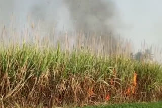 sugarcane caught fire in Rethare Budruk