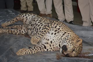 Jabalpur poachers killed leopard by current