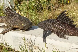 amazon sailfin catfish