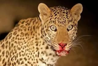 hunters killed Man-eating leopard