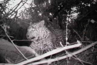 Leopard trap in Palamu Tiger Reserve