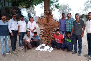 Four arrested for trying to sell tiger skin in Kodagu, Tiger skin seized by Kodagu police, Kodagu crime news, ಹುಲಿ ಚರ್ಮ ಮಾರಾಟ ಮಾಡಲು ಯತ್ನಿಸಿದ ನಾಲ್ವರ ಬಂಧನ, ಕೊಡಗಿನಲ್ಲಿ ಹುಲಿ ಚರ್ಮ ಮಾರಾಟ ಮಾಡಲು ಯತ್ನಿಸಿದ ನಾಲ್ವರ ಬಂಧನ, ಕೊಡಗು ಅಪರಾಧ ಸುದ್ದಿ,