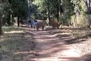 Pench Tiger Reserve viral video shows fight between to tigers