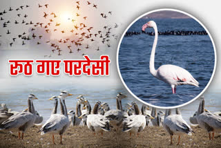 migratory birds in Hazaribag