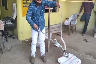cobra rescued by sarpamitra in betul