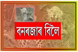 Leopard trapped at Baihata Chariali