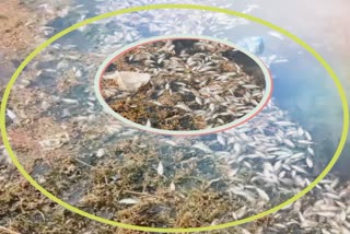 Small Fishes Found Dead in Mansbal Lake