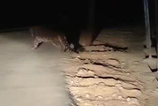 Leopard Sighted at GBL Village in Ganderbal: تیندوے کو پکڑنے کے لیے سرچ آپریشن شروع