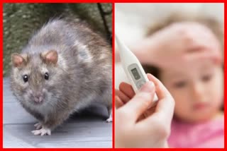 Lasa fever threat: શું કોરોના પછી હવે તાંડવ મચાવશે 'લાસા ફીવર'?