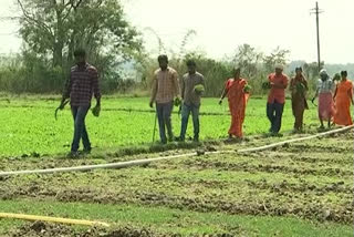A young farmer getting profits in Cultivation of horticultural crops with modern methods