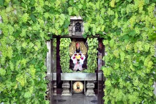 Grapes decoration in Vithhal Rukmini Temple Pandharpur on Maghi Pournima