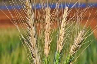 The country's wheat production is projected to be a record 111.32 million tonnes in the 2021-22 crop year (July-June), the agriculture ministry said on Wednesday.