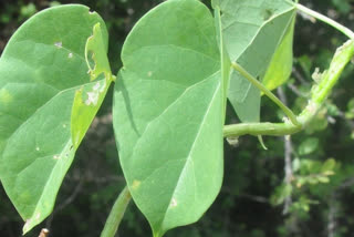 "Certain sections of the media have falsely linked again Giloy/Guduchi to liver damage. The Ministry of Ayush reiterates that Giloy/Gudduchi (Tinospora cordifolia) is safe and as per available data, Guduchi does not produce any toxic effect," the Ayush ministry said on Wednesday.
