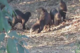 Smooth coated otter in Surat:આ જગ્યાને જળબિલાડીએ બનાવ્યું પોતાનું નિવાસસ્થાન, જાણો