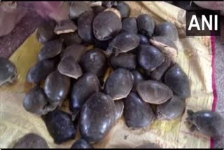 Police arrests man with turtles from Gorakhpur Railway station  illegal wild life trade  ആമകളെ കടത്താന്‍ ശ്രമിച്ചയാള്‍ ഉത്തര്‍പ്രദേശില്‍ പിടിയില്‍  ഉത്തര്‍പ്രദേശിലെ അനധികൃത വന്യജീവി വ്യാപാരം