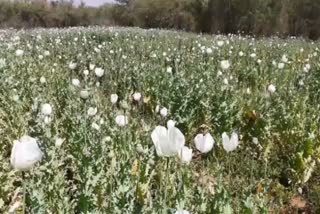 opium cultivation in khunti