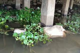 പെരിയാറിൽ അറവുമാലിന്യം തള്ളുന്നു  garbages dumped in periyar river  ernakulam local news  എറണാകുളം വാര്‍ത്ത  അറവുമാലിന്യം  periyar river  പെരിയാര്‍