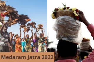 Medaram Jatra in Telangana commences, medharam jathra telangana, telangana tribal festival, asias largest tribal festival, tribal festival india