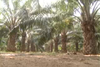 Oil Palm