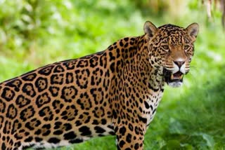 female panther died in Vijayanagar village