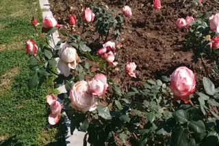 Zakir Hussain rose garden Chandigarh