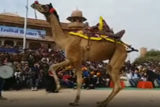 Camel Festival in Bikaner