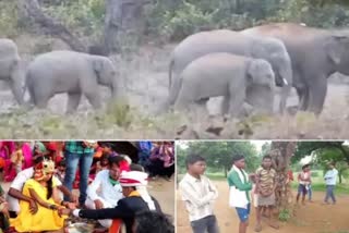Fear of elephants in surajpur