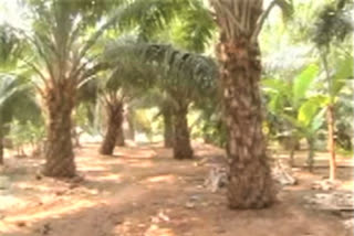 Oil Palm Cultivation in Telangana