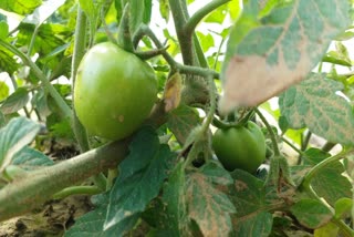 Tomato Farming in Nuh