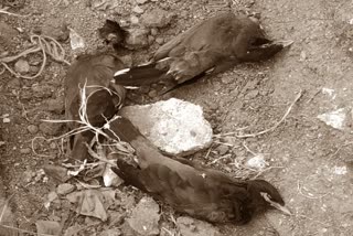 myna birds died in chikkaballapur