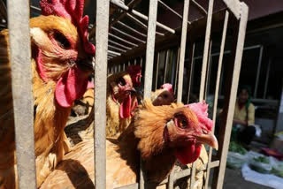 Bird flu scare in Maharashtra, 100 chickens found dead in Thane's poultry farm