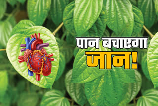 Heart blockage treatment with paan leaves in sagar