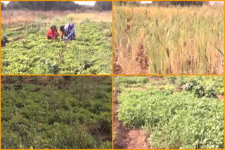 Mixed Crops: మిశ్రమ పంటలే వారి విజయ రహస్యం.. లాభాల బాటలో రైతన్నలు