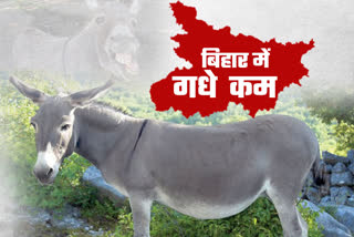 गधों की संख्या में भारी गिरावट