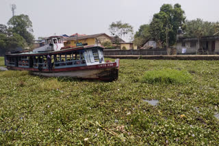 ബോട്ട് സർവ്വീസ് പ്രതിസന്ധിയിൽ  boat service trouble  പോള ശല്യം രൂക്ഷം  alappuzha kottayam boat