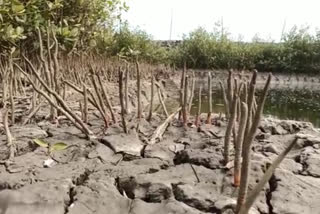 Sundarbans Mangroves