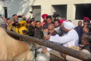 CM Charanjit Singh Channi in Bhadaur constituency Feed the cows