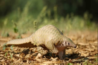 World Pangolin Day: India tops seizure incidents' list