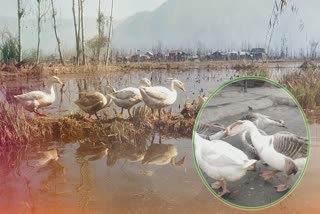 icar-recognized-kashur-anz-as-the-only-existing-goose-species-in-the-country